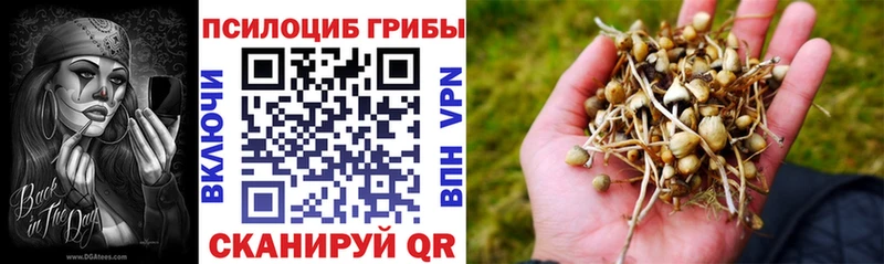 Псилоцибиновые грибы Psilocybe  Переславль-Залесский 